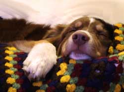 L'absence du maître et la solitude du chien