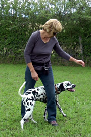 Dog dancing ou canine freestyle Dog dancing