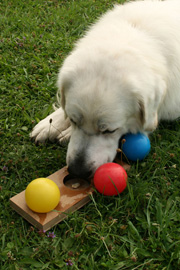 Stimulation du chien Jeux de réflexion