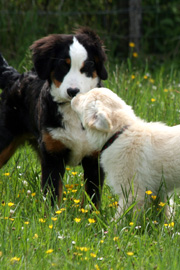 Socialisation entre chiots Socialisation entre chiots