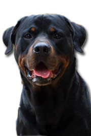 Permis de détention Rottweiller Permis de détention Rottweiller