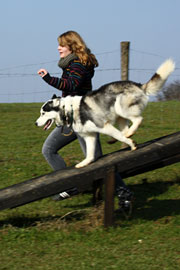 Agility loisir Agility loisir