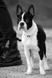Portrait de chien Portrait de chien
