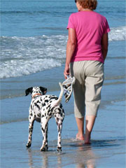 Dalmatienne Endie