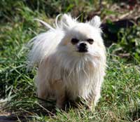 Chien âgé Chien âgé