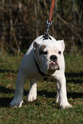 Chiot bouledogue anglais Chiot bouledogue anglais
