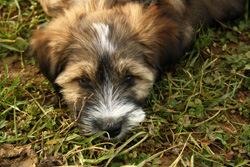 Chiot terrier tibétain Chiot terrier tibétain