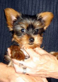 Chiot yorkshire Chiot yorkshire