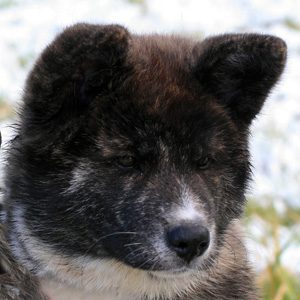 Akita Inu ou Américain