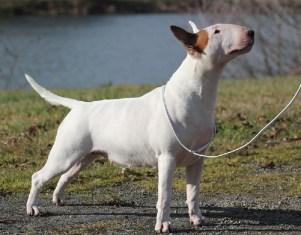 Bull terrier blanc