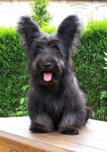 Skye Terrier