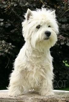 Westie adulte