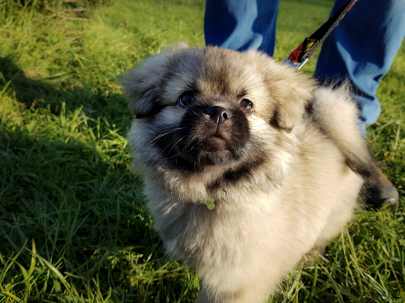 Epagneul du Tibet chiot