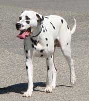 Dalmatien