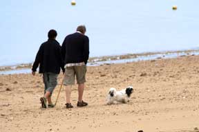 Chien à la plage