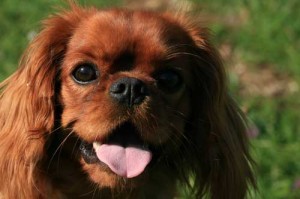 Cavalier King Charles