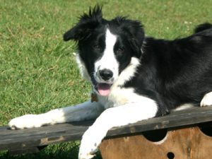 Border collie