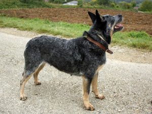 Bouvier australien bleu