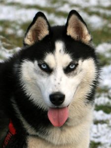 Husky