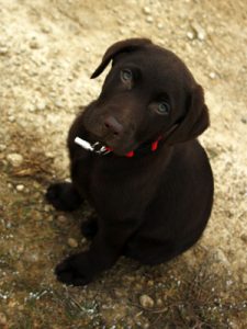 Chiot labrador chocolat