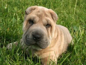 Shar pei