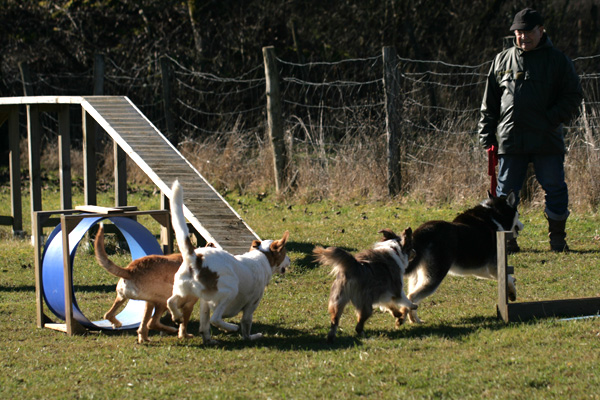 Chiens en groupe