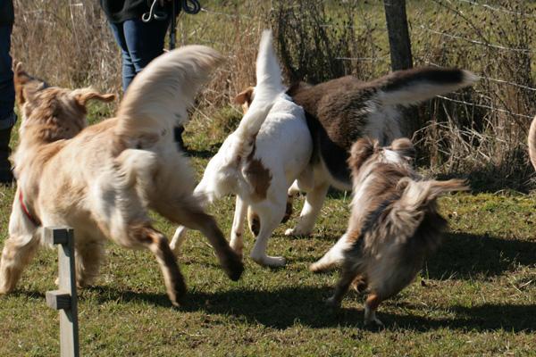 Séance d'éducation canine en groupe