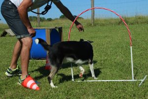 Hooper chien de troupeau