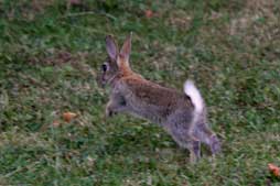 Lapin de garenne