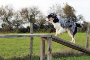 Agility loisir