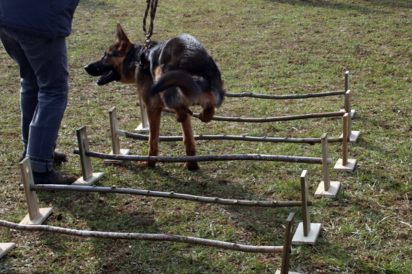 Proprioception berger allemand