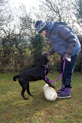 Proprioception du chiot