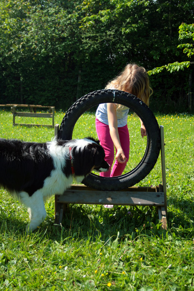 Agility avec un chien et un enfant