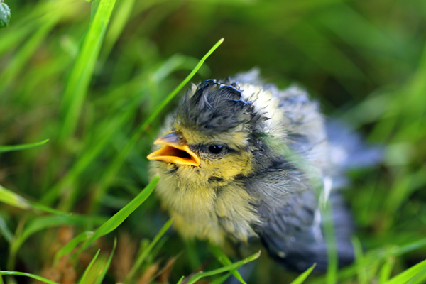 Bébé mésange bleue