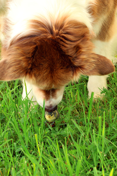 Chien et mésange bleue