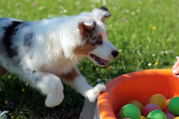 Stimulation du chiot