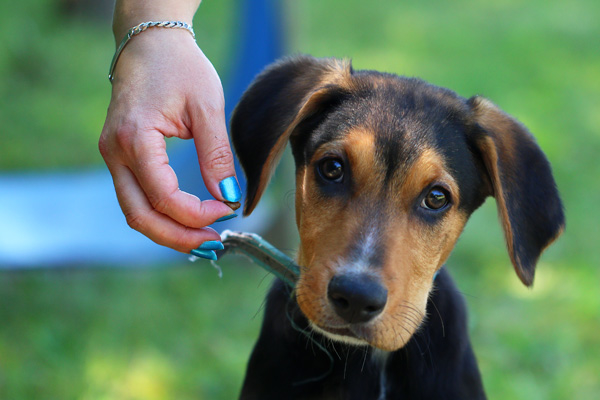Chiot croisé