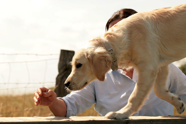 Chiot golden retriever
