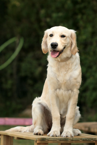 Ouchka, golden retriever