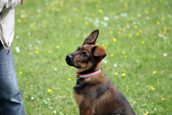 Chiot croisé malinois