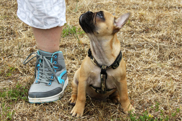 Education du chiot