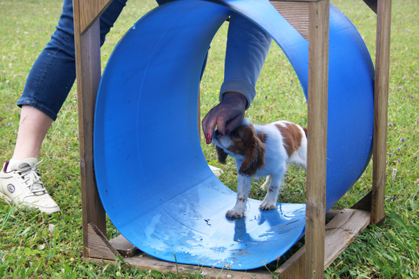 Chiot cavalier king charles