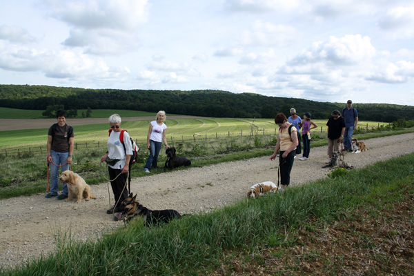 Education canine en cours collectifs