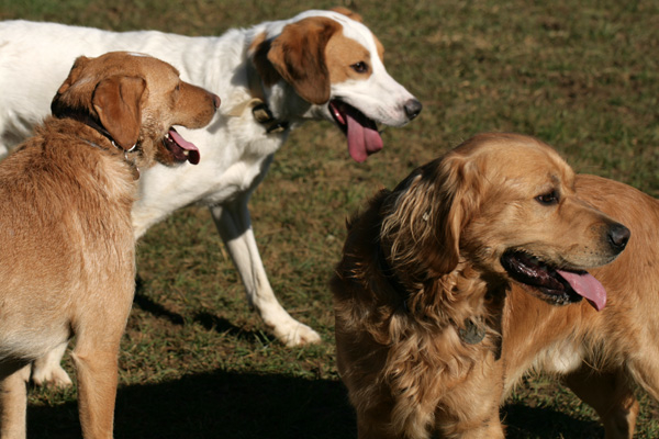 Chiens en liberté