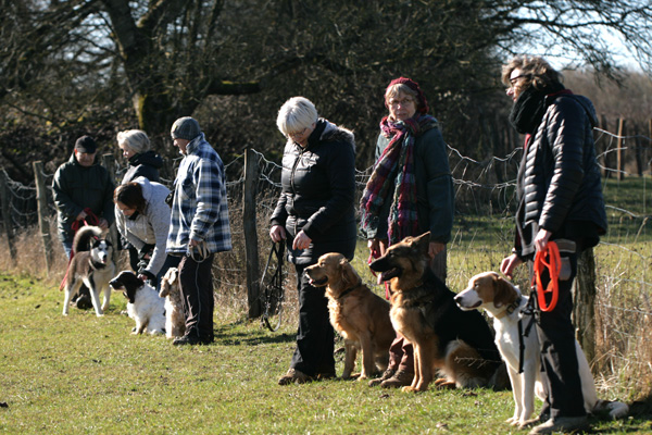 Chiens en groupe