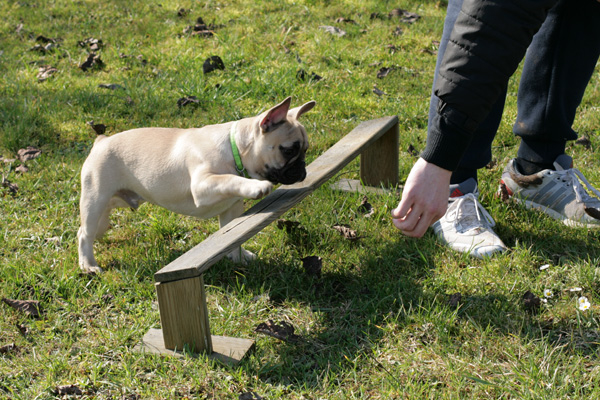 Chiot bouledogue