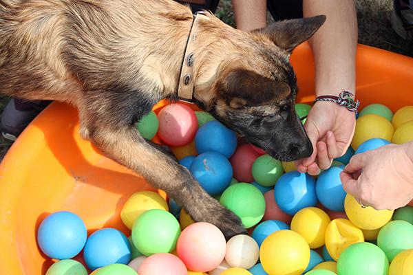 Confiance chez le chiot