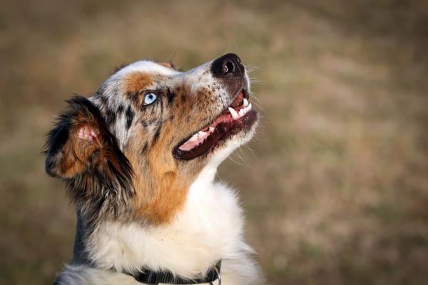 Berger australien bleu merle