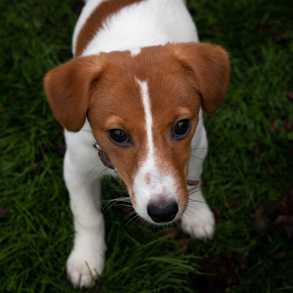 Olga chiot Jack Russell