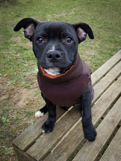 Chiot Staffie femelle